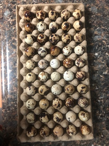 100 jumbo coturnix - 100,