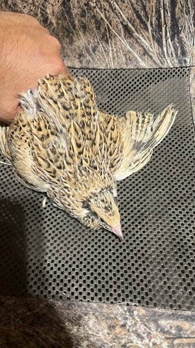 Italians jumbo quails - italians,